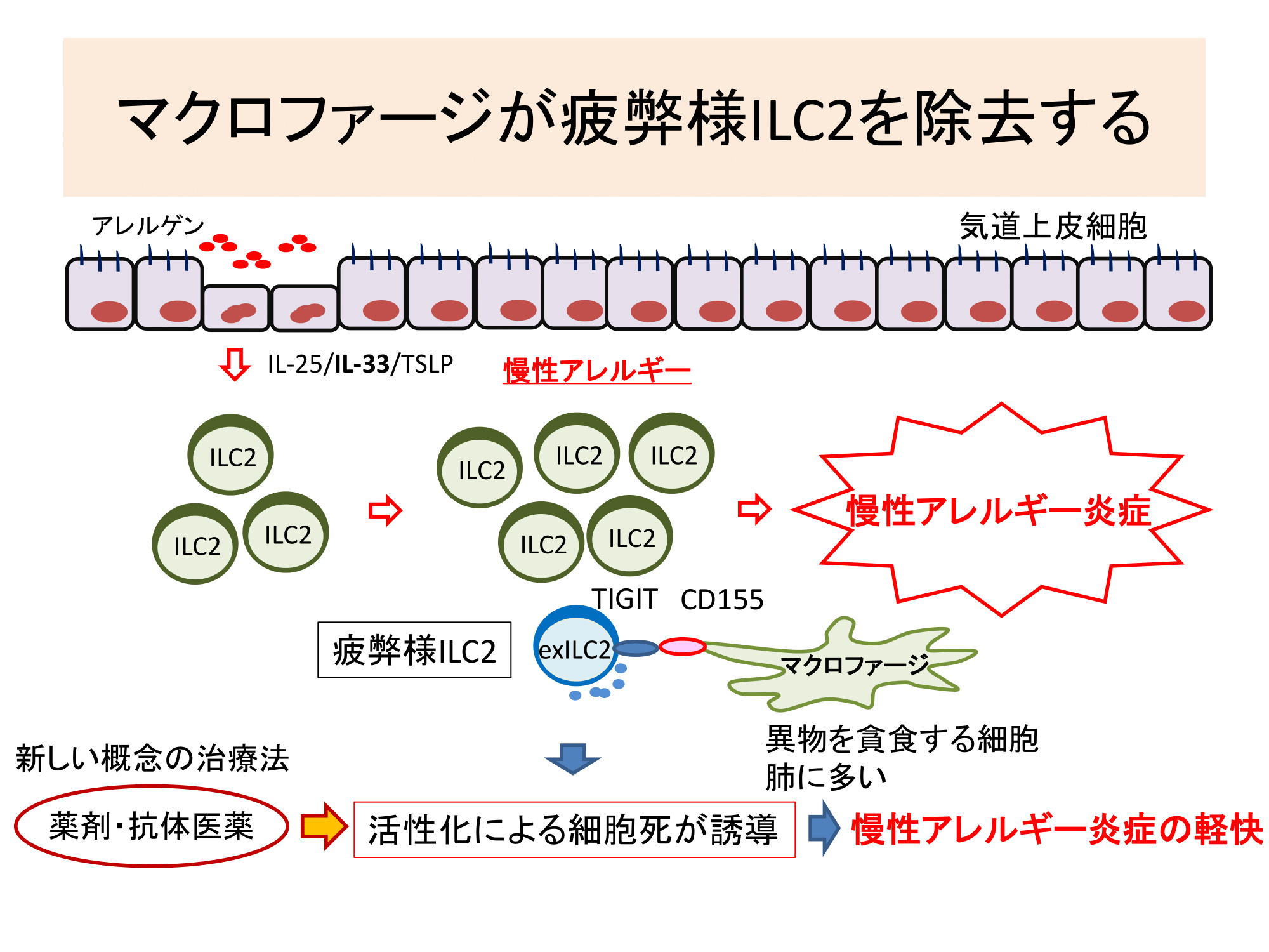 ③慢性気道アレルギー炎症を制御する新規メカニズムの解明