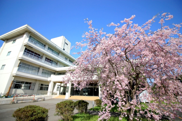 正面玄関前の2本の枝垂桜が満開です。